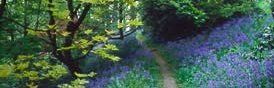 Bluebell Wood, Prestayn, North Wales (Barry's birthplace)
