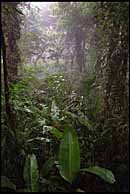Rain Forest, Costa Rica