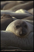 An integrated Elephant Seal Colony