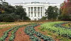 Michelle Obamas Vegetable Garden (Click for Treehugger Web Site)